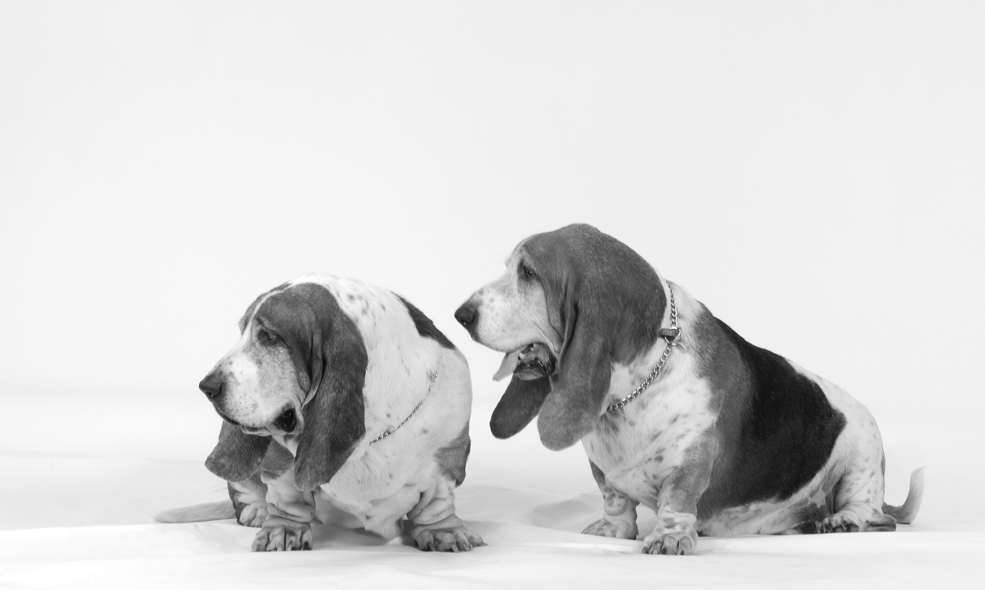 dogs b&w 14x21-5