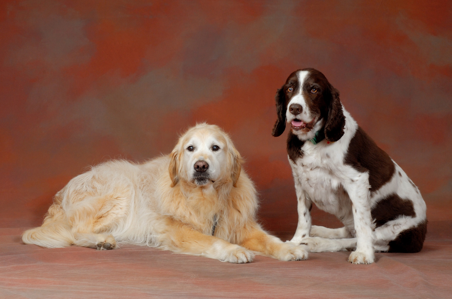 trudi Dogs
